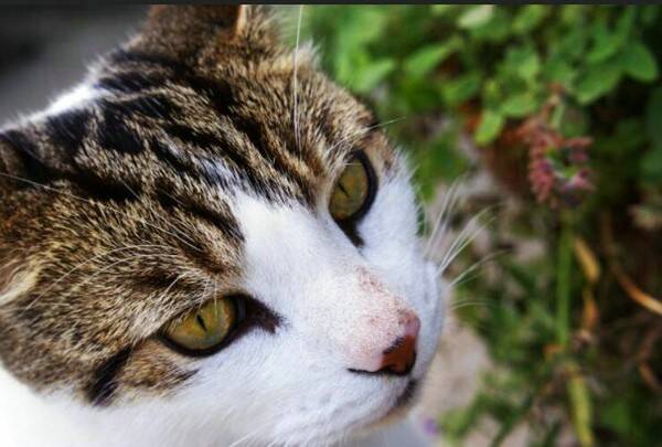 奶猫什么时候断奶