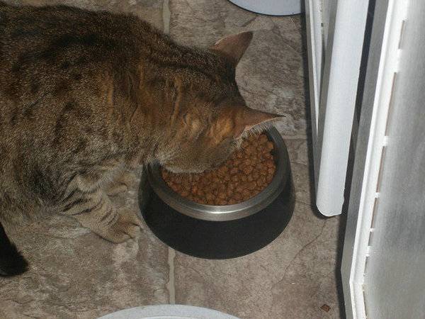 没有猫粮给猫吃什么