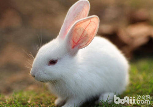 粗纤维对兔子有什么作用