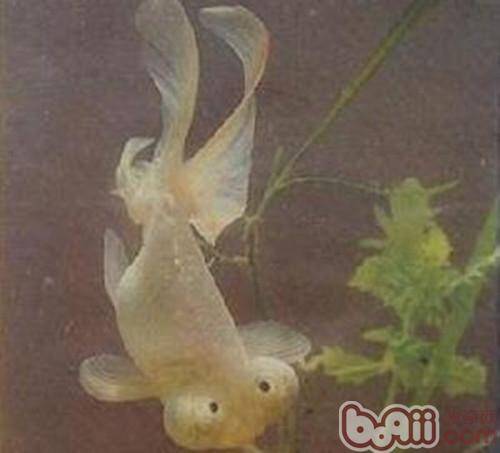 银朝天龙的外形特点