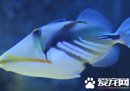 最好养的小型热带鱼 新手可以饲养的热带鱼