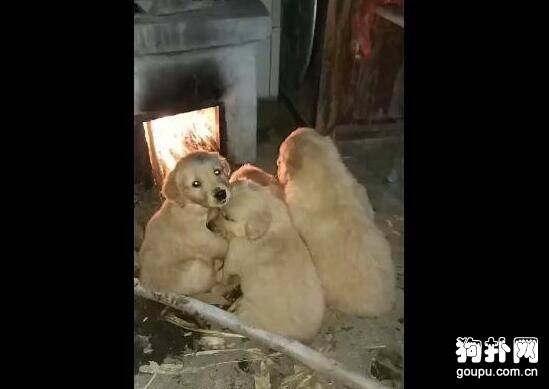 五只狗狗挤在土灶下烤火，看着好危险啊，大家觉得呢？
