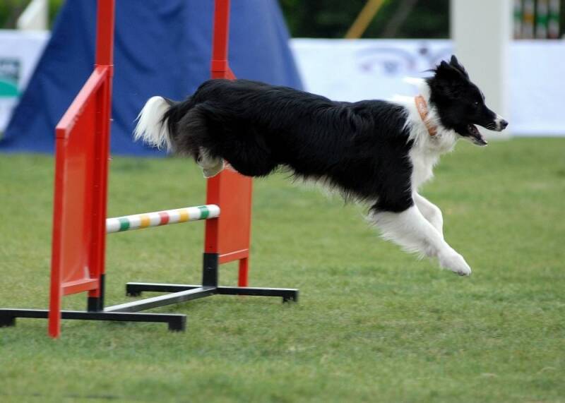 如何训练边境牧羊犬？边境牧羊犬训练方法