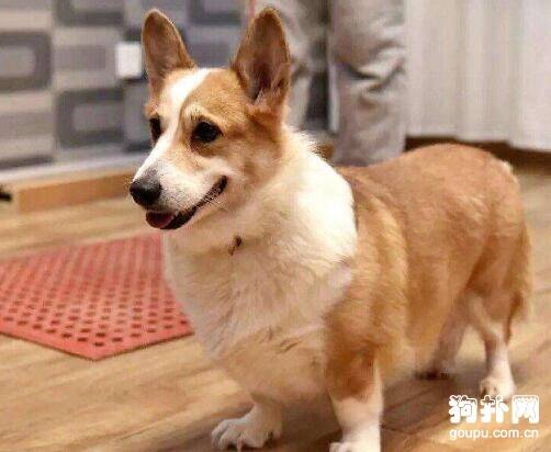 犬球虫病症状及治疗方法
