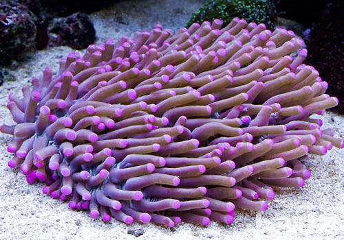 长须飞盘珊瑚的一些知识