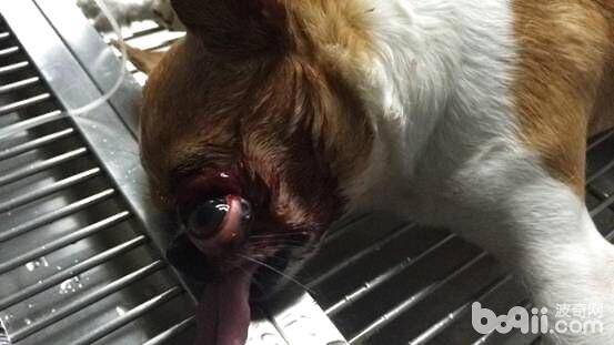 一例外伤引起的眼球脱出