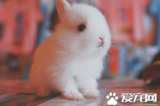 兔子有什么本领 兔子的繁殖能力特别高