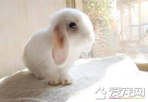 迷你垂耳兔怎么养 垂耳兔喜欢干燥干净的环境