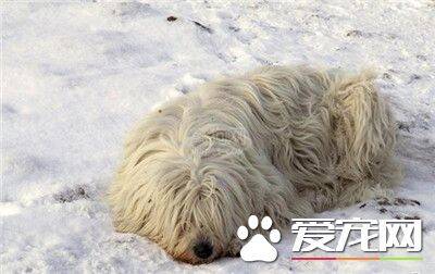 可蒙犬性格 可蒙犬对主人的要求非常敏感