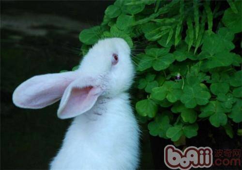 兔子可以吃花生吗