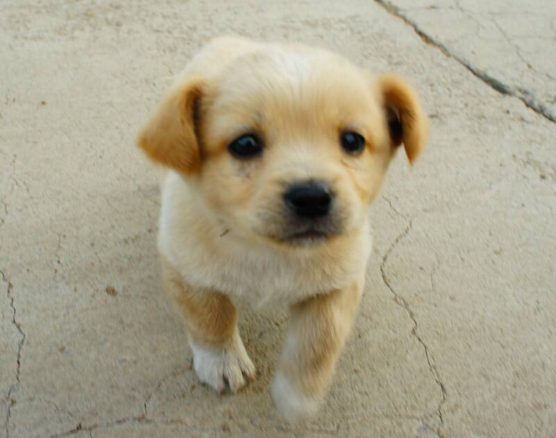 养5年爱犬差点被炖汤 恶婆婆为逼媳妇生小孩 拐走爱犬送狗肉商