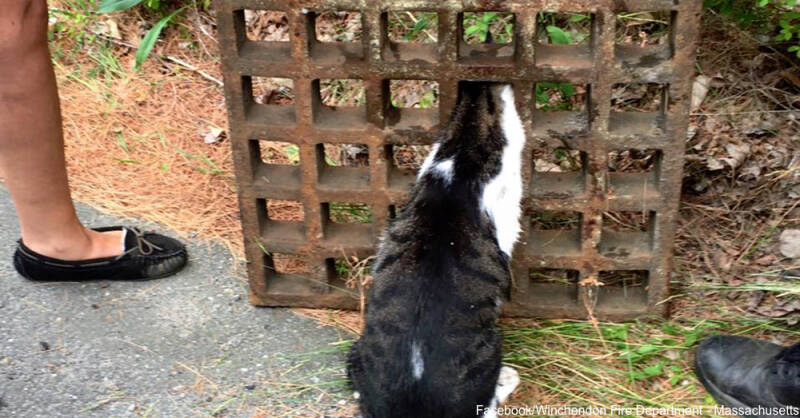 小猫被困排水沟生命岌岌可危 幸得暖心消防员相救