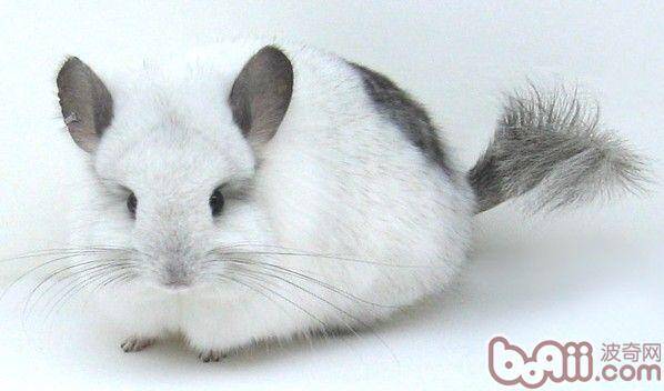 适量运动对龙猫健康的好处