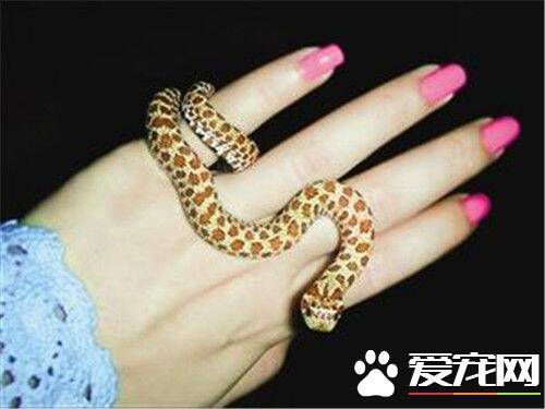 最受欢迎的宠物蛇 加州红边袜带蛇最受人们的喜欢