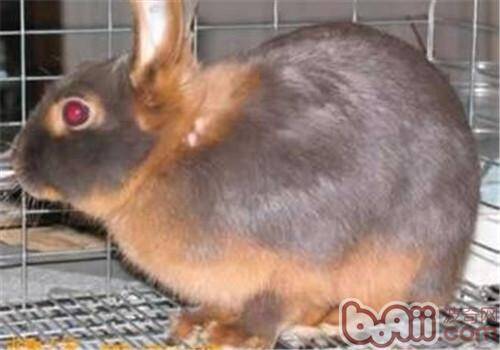 美国黄褐色家兔的饲养要点