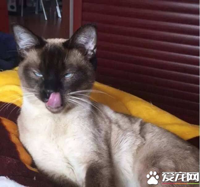 暹罗猫会用猫砂吗 需要经过训练后使用猫砂