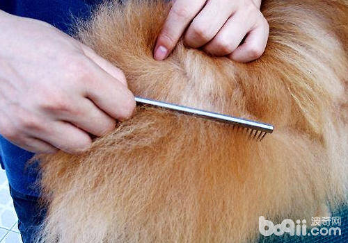 【美容攻略】博美犬的美容方法