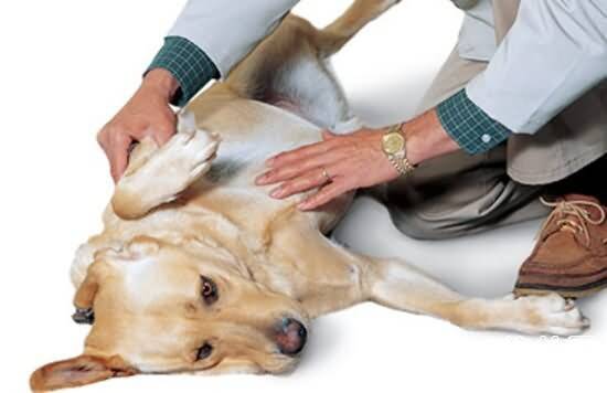 狗狗卵巢囊肿症状- 犬卵巢囊肿原因|诊断|预防及治疗方法