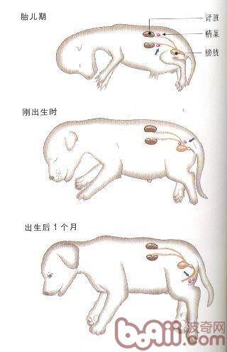 关于隐睾的知识和隐睾带来的危害