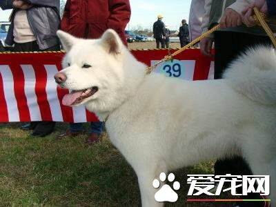 白色柴犬多少钱 白色柴犬的价格让人吃惊