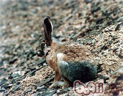 青藏高原上的小精灵——灰尾兔