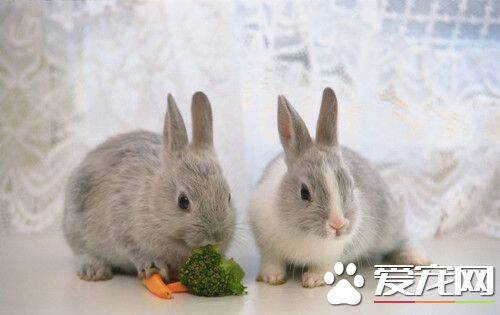 兔子如何喂养 喂养兔子需要注意的事项