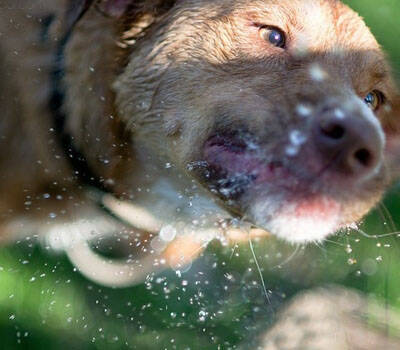 如何训练狗狗谢谢,嘴边毛黄克星之狗狗饮水机