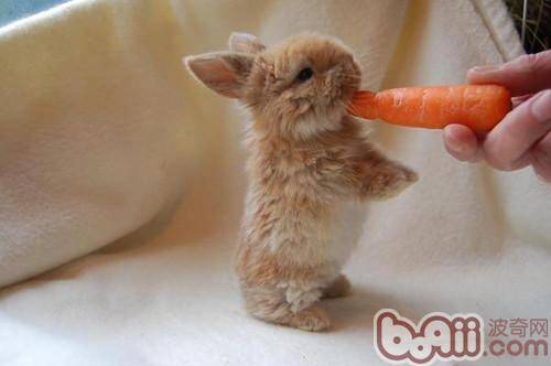 兔兔常用饲料的种类