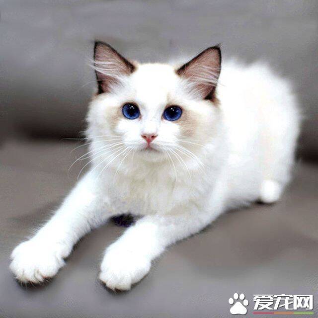 暹罗猫和布偶猫配种 胡乱给猫咪配种后果很严重