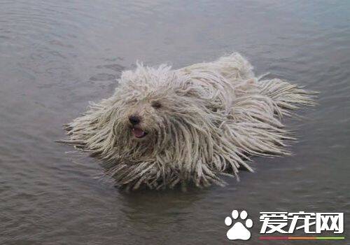 波利犬的毛怎么打理 波利犬梳毛时的注意事项