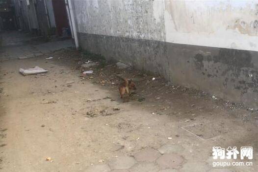 主人拿刀吓唬小土狗，结果它当真了，撒丫子就跑没影了