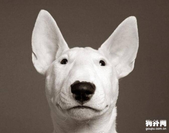 狗狗耳朵脏了怎么办？如何给狗狗清理耳朵呢？