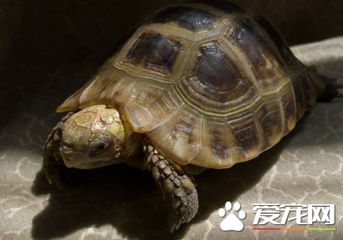 缅甸陆龟用什么垫材 缅甸陆龟垫材的特点