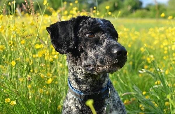 狗埋土里腐烂过程