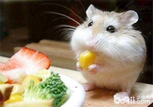 仓鼠夏季消暑的水果零食