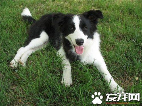 白金汉宫边境牧羊犬 白金汉宫是一个单一犬种