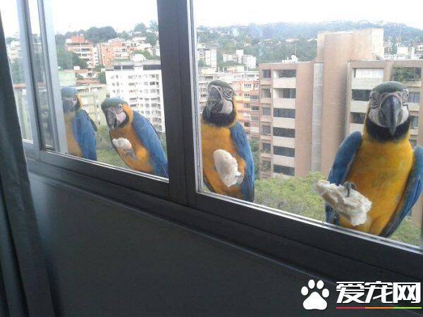 窗外的小访客有哪些呢？ 一起来看外国友人的鸟朋友