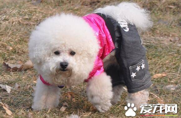 卷毛比熊犬饲养方法 比熊宝宝与小孩应保持一定距离