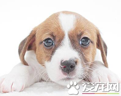 杰克罗素梗傻吗 是世界上比较聪慧的犬类