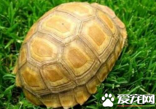 如何饲养缅甸陆龟 缅甸陆龟最适宜温度19到30度