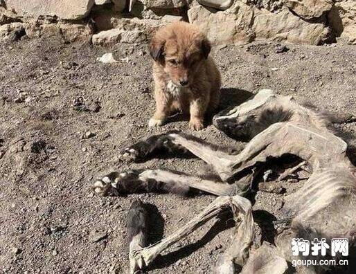 母狗死在荒郊野外，小狗守着尸体过了二十多天