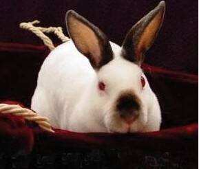喜玛拉雅兔品种特征