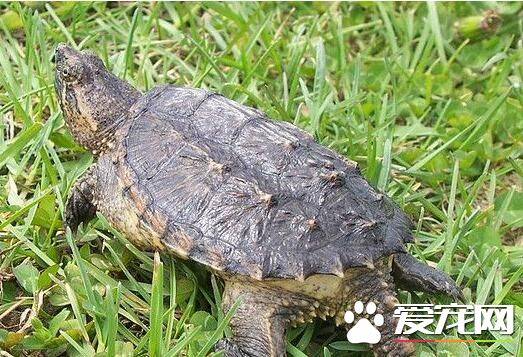 鳄龟能活多少年 饲养下的寿命一般为20-70岁