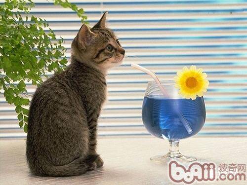 增加猫咪饮水量的方法