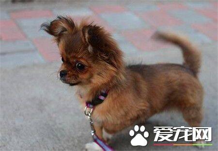 蝴蝶犬好养么 饲养蝴蝶犬需要注意的事项