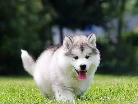 为何大家养宠物最好是养公狗，公狗有什么优点呢？