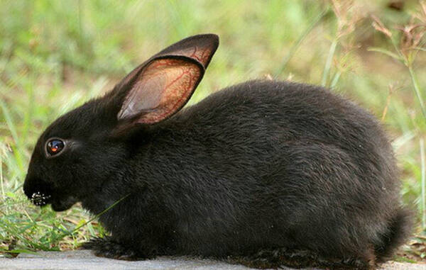 兔子一般吃什么
