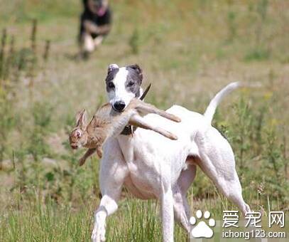 灵缇犬的智商 该犬智商排名第46位