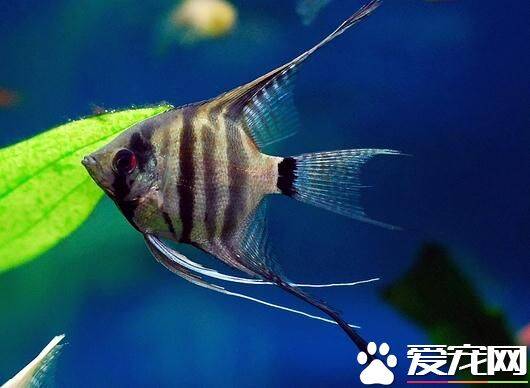 招财猫鱼是热带鱼吗 招财猫鱼是热带鱼