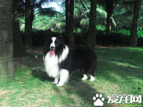 喜乐蒂牧羊犬吃什么 喜乐蒂牧羊犬狗粮营养